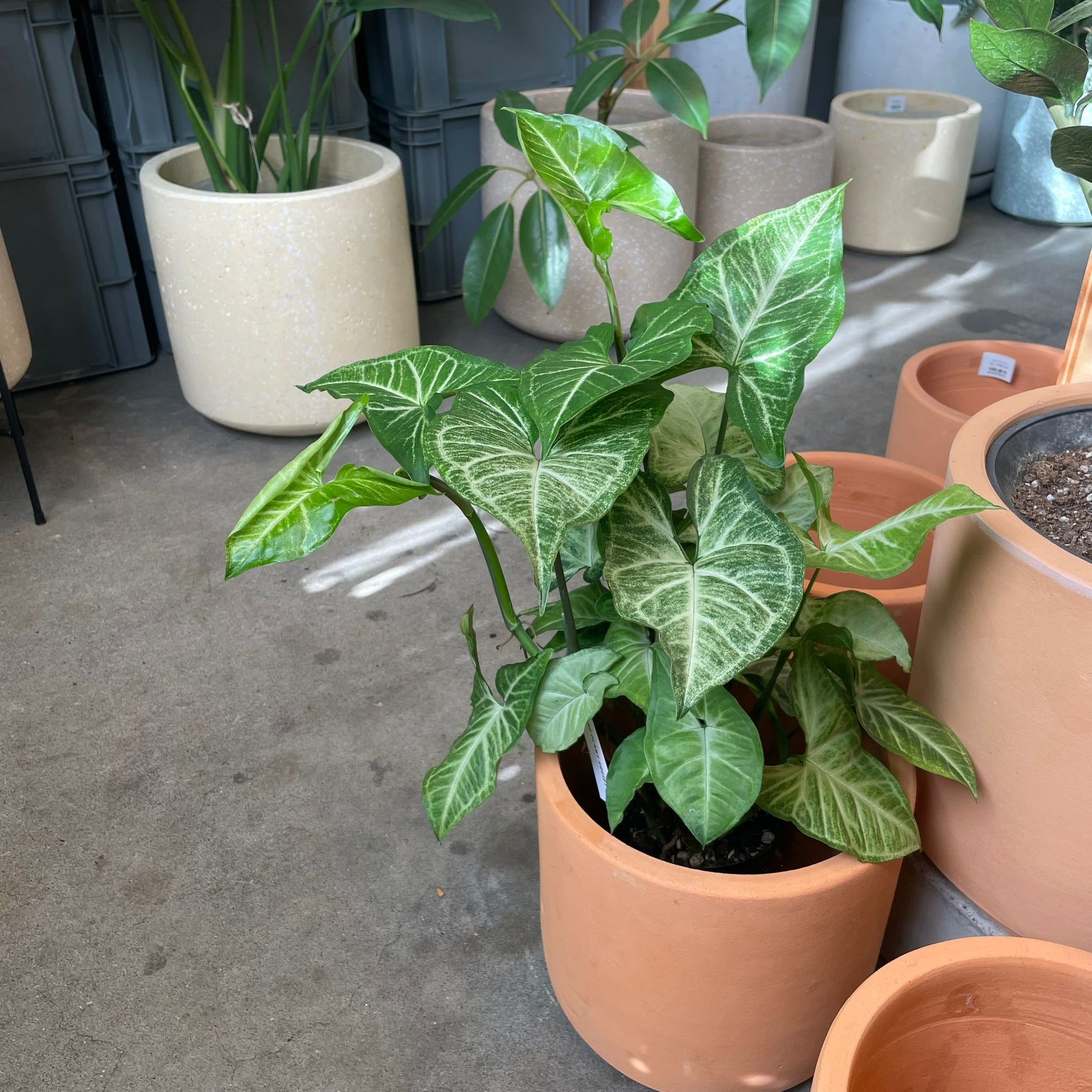 Syngonium podophyllum ‘white butterfly’  シンゴニウム ･ ホワイトバタフライ