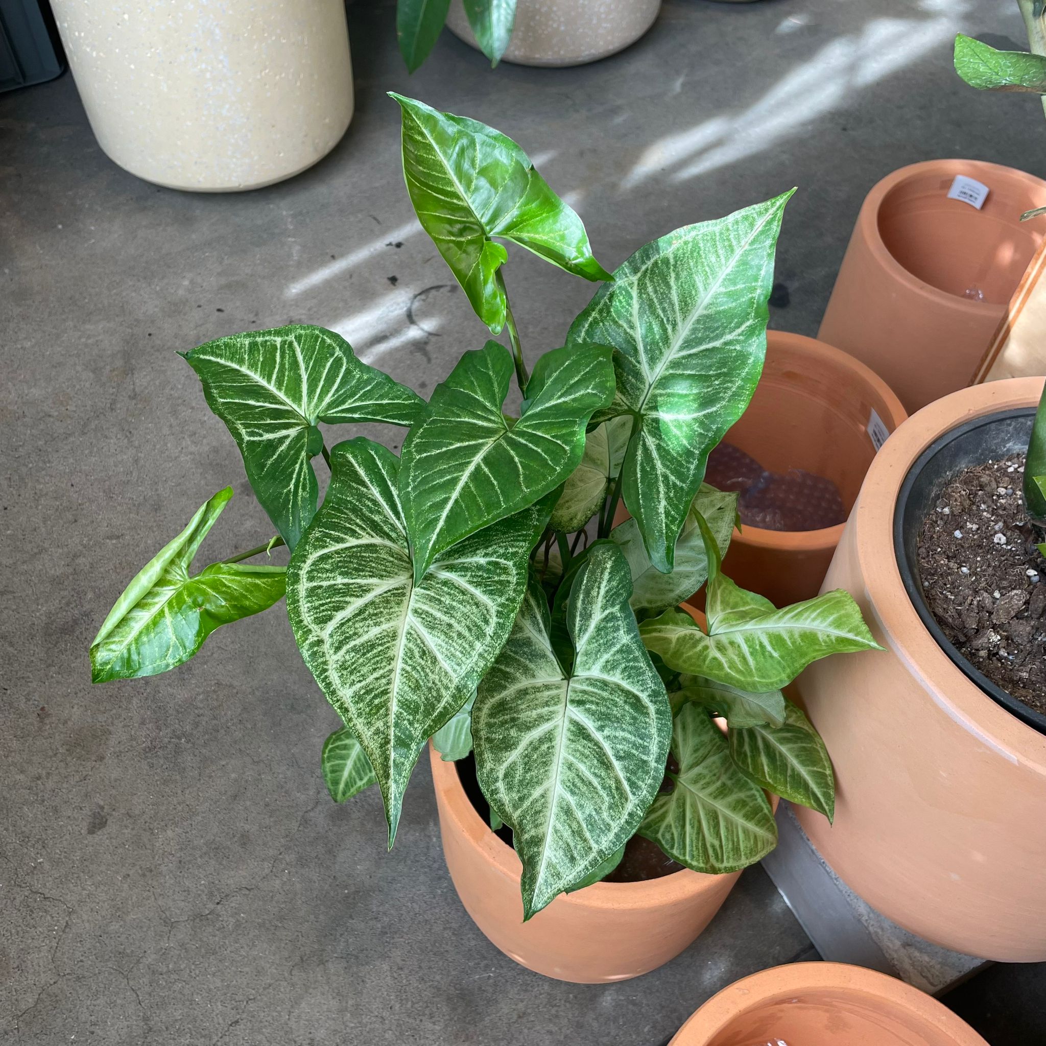 新入荷商品 New In – THE PLANT SOCIETY TOKYO