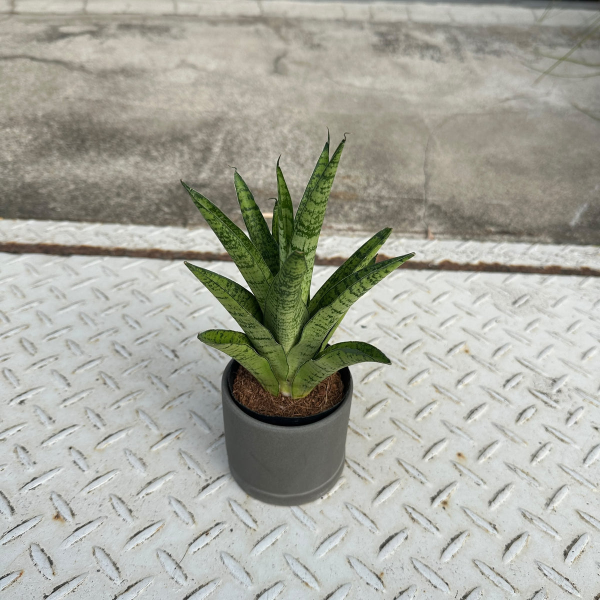 Snake plant サンスベリア パゴダ Size 2