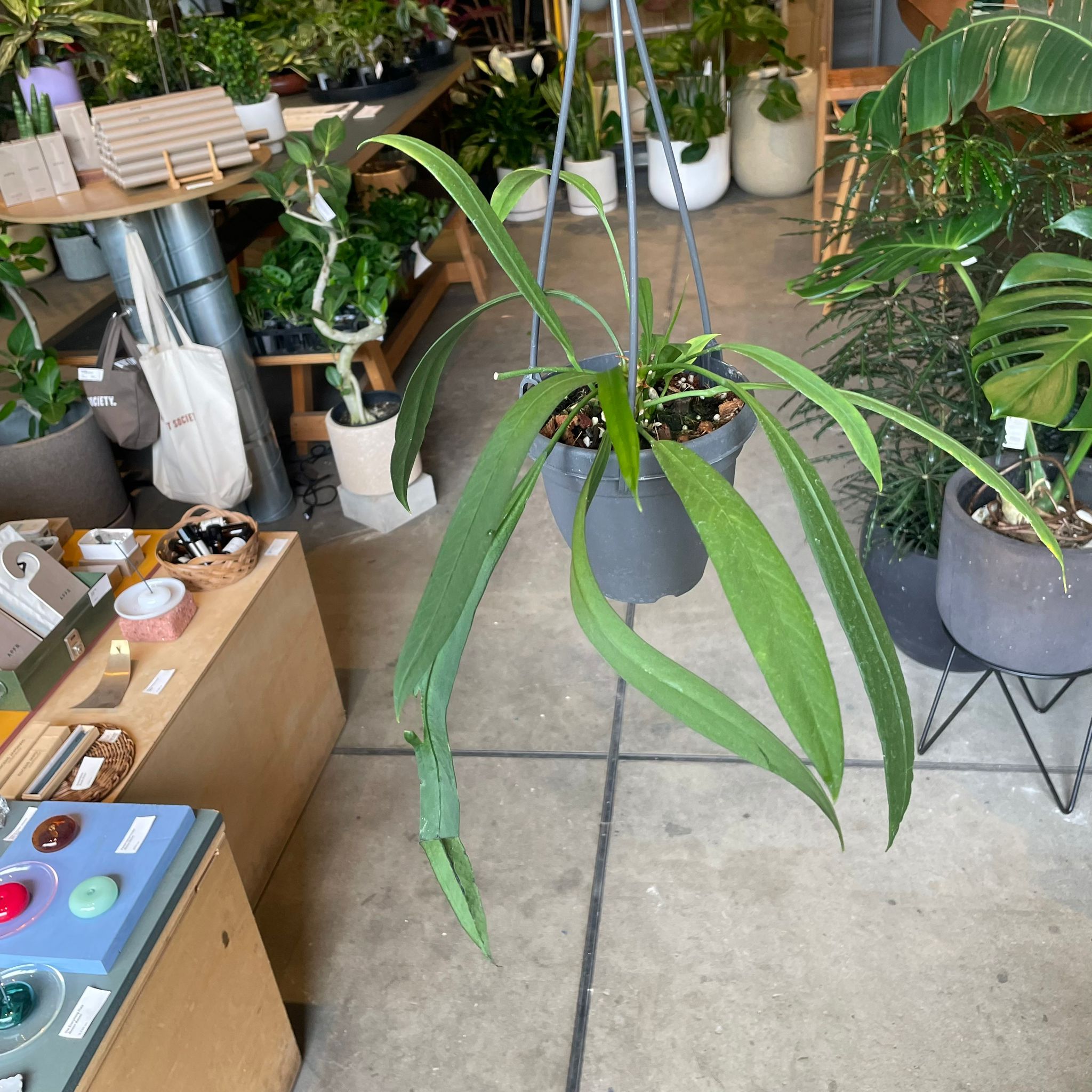Anthurium Vittarifolium アンスリウム ビッタリフォリウム I インドア