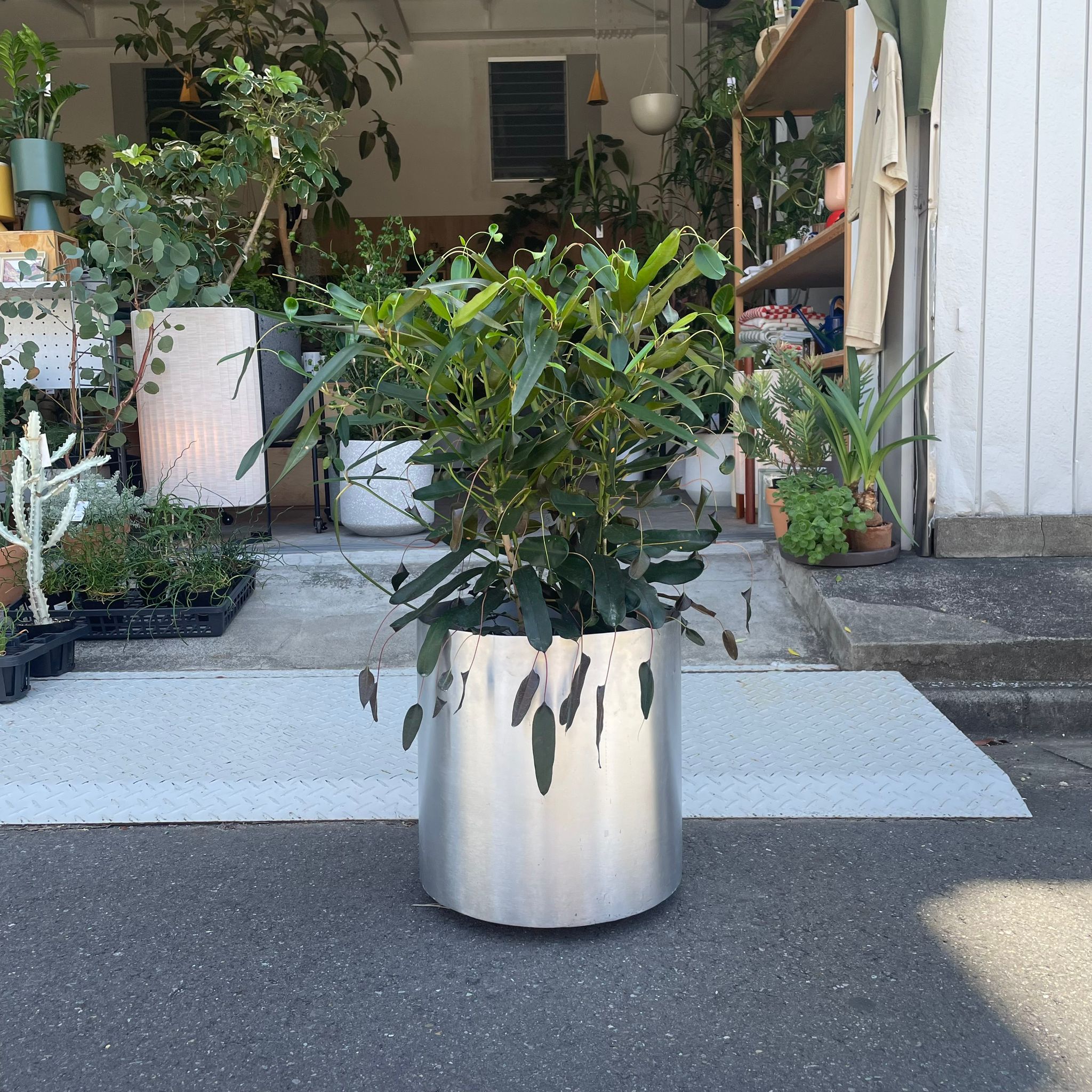 クルトン イエローウルマ I インドアプランツ I プラントソサエティ