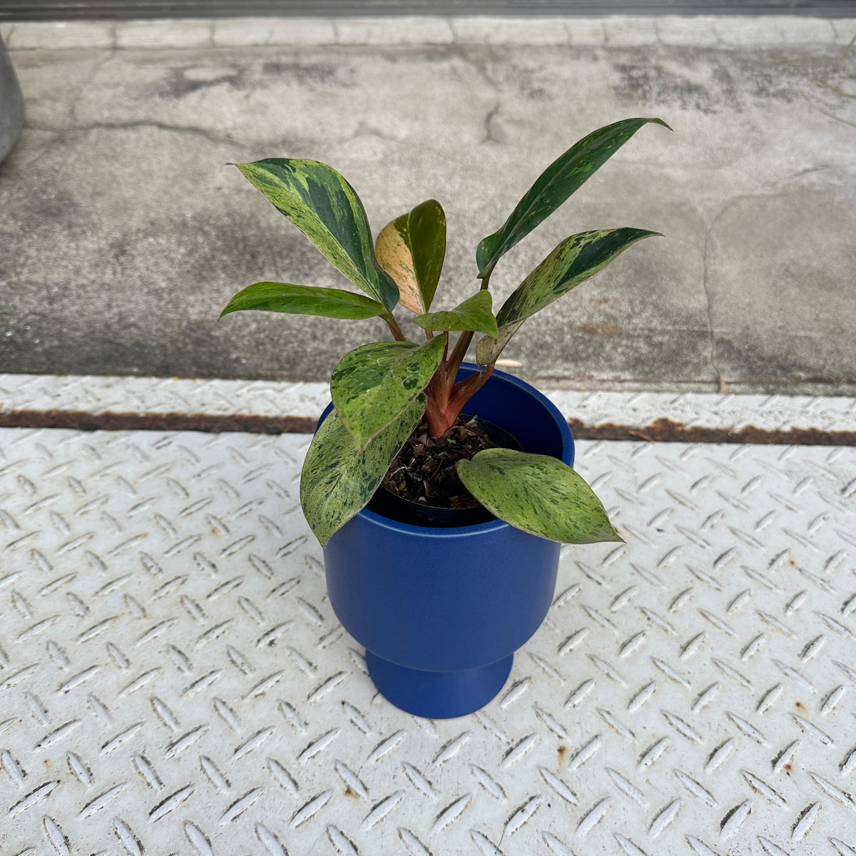 Philodendron 'Congo' フィロデンドロン レッドコンゴ マーブル