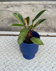 Philodendron 'Congo' フィロデンドロン レッドコンゴ マーブル