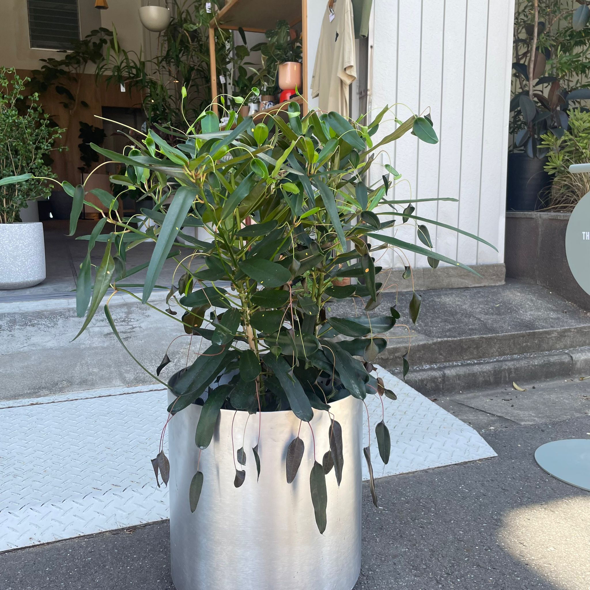 クルトン イエローウルマ I インドアプランツ I プラントソサエティ