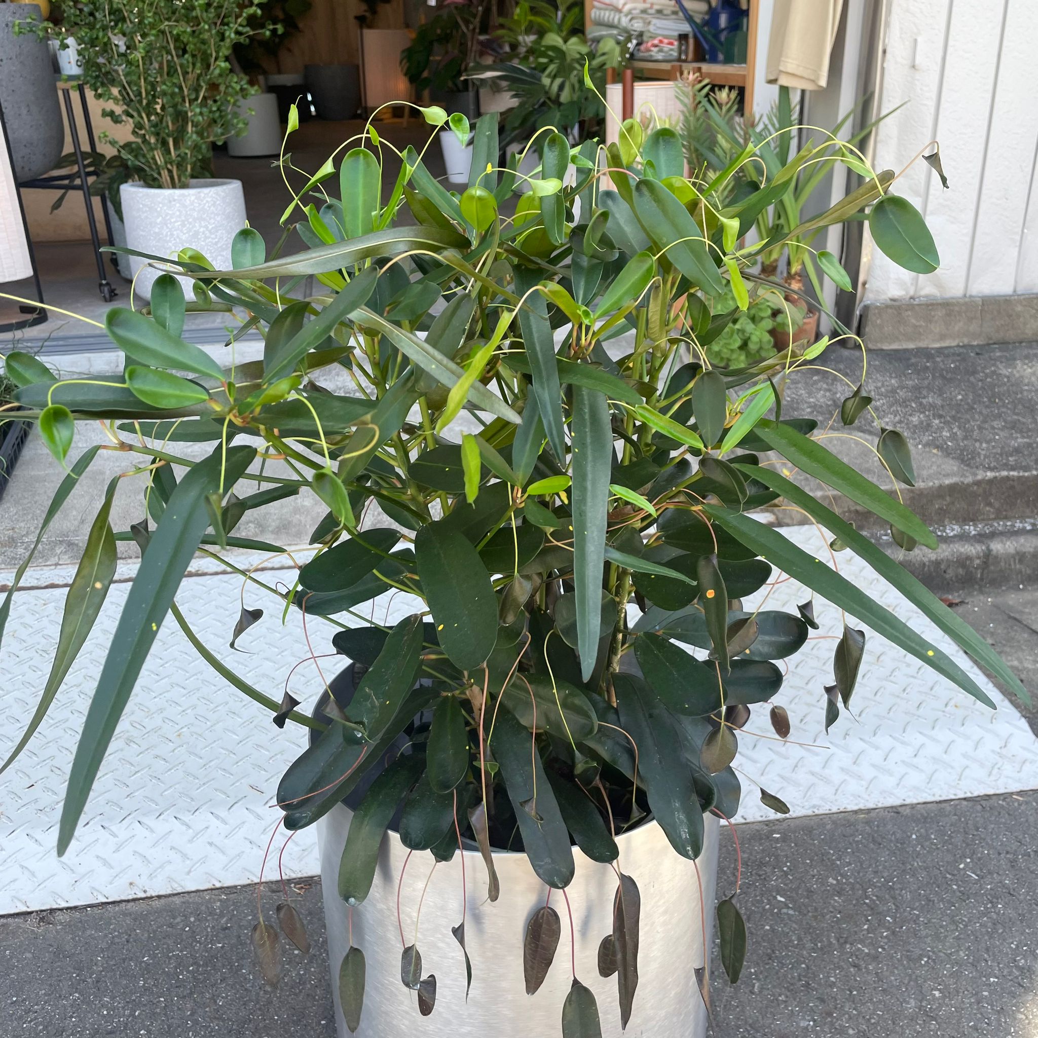 クルトン イエローウルマ I インドアプランツ I プラントソサエティ