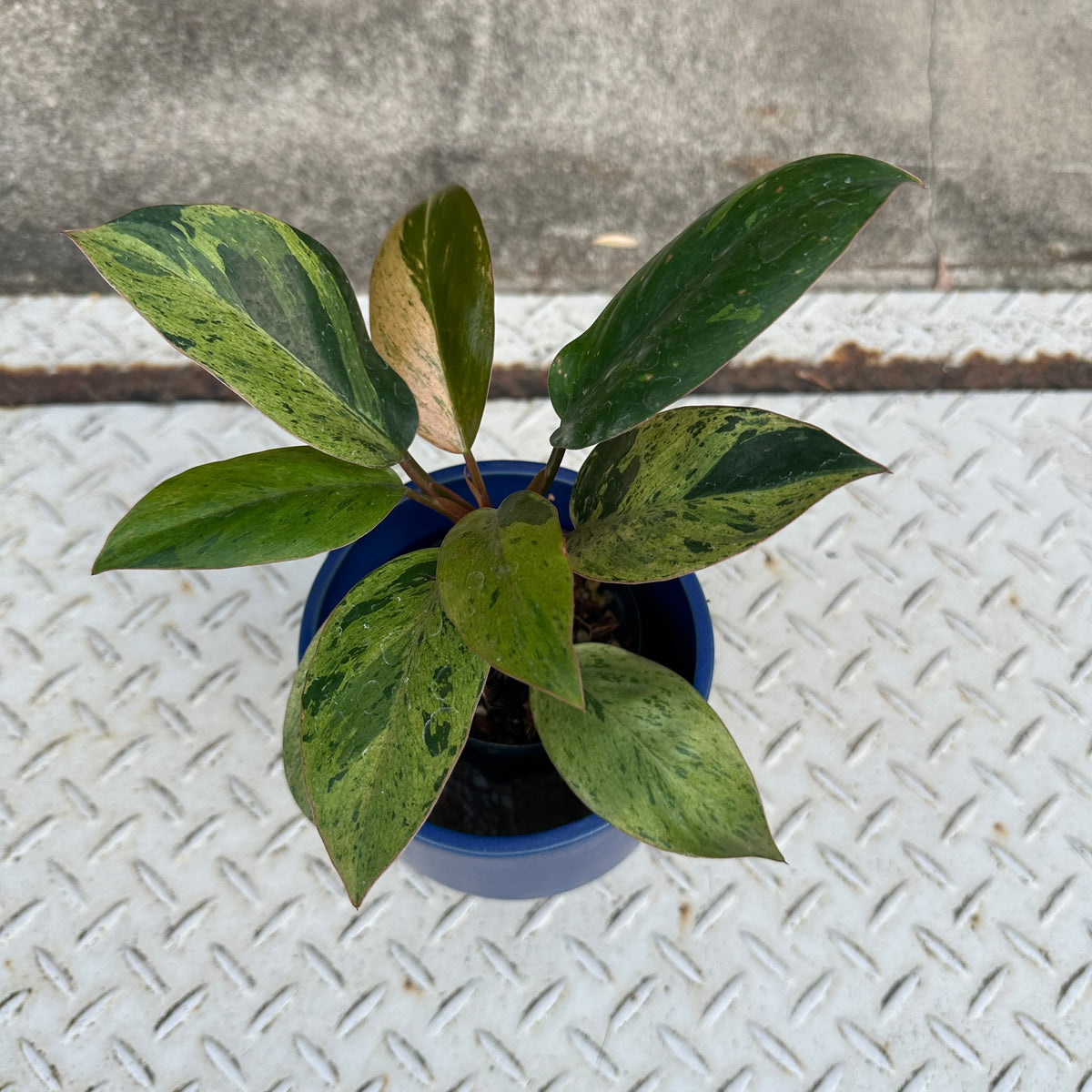 Philodendron 'Congo' フィロデンドロン レッドコンゴ マーブル