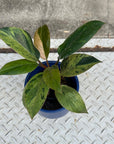 Philodendron 'Congo' フィロデンドロン レッドコンゴ マーブル