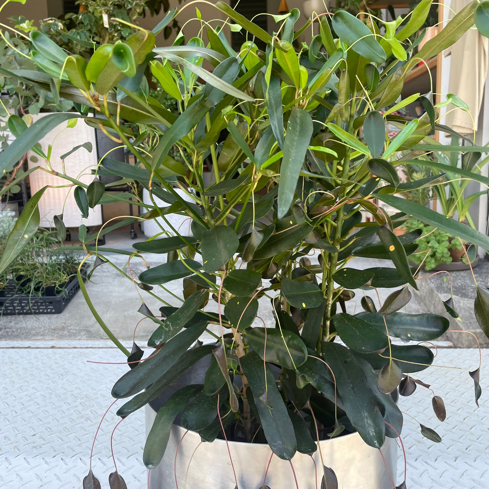 珍品 クロトン 楽天市場】クロトン エクセレントの通販 その他観葉植物