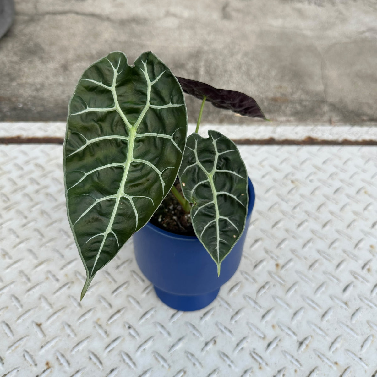 Alocasia 'Watsonia アロカシア ワトソニア Size 3