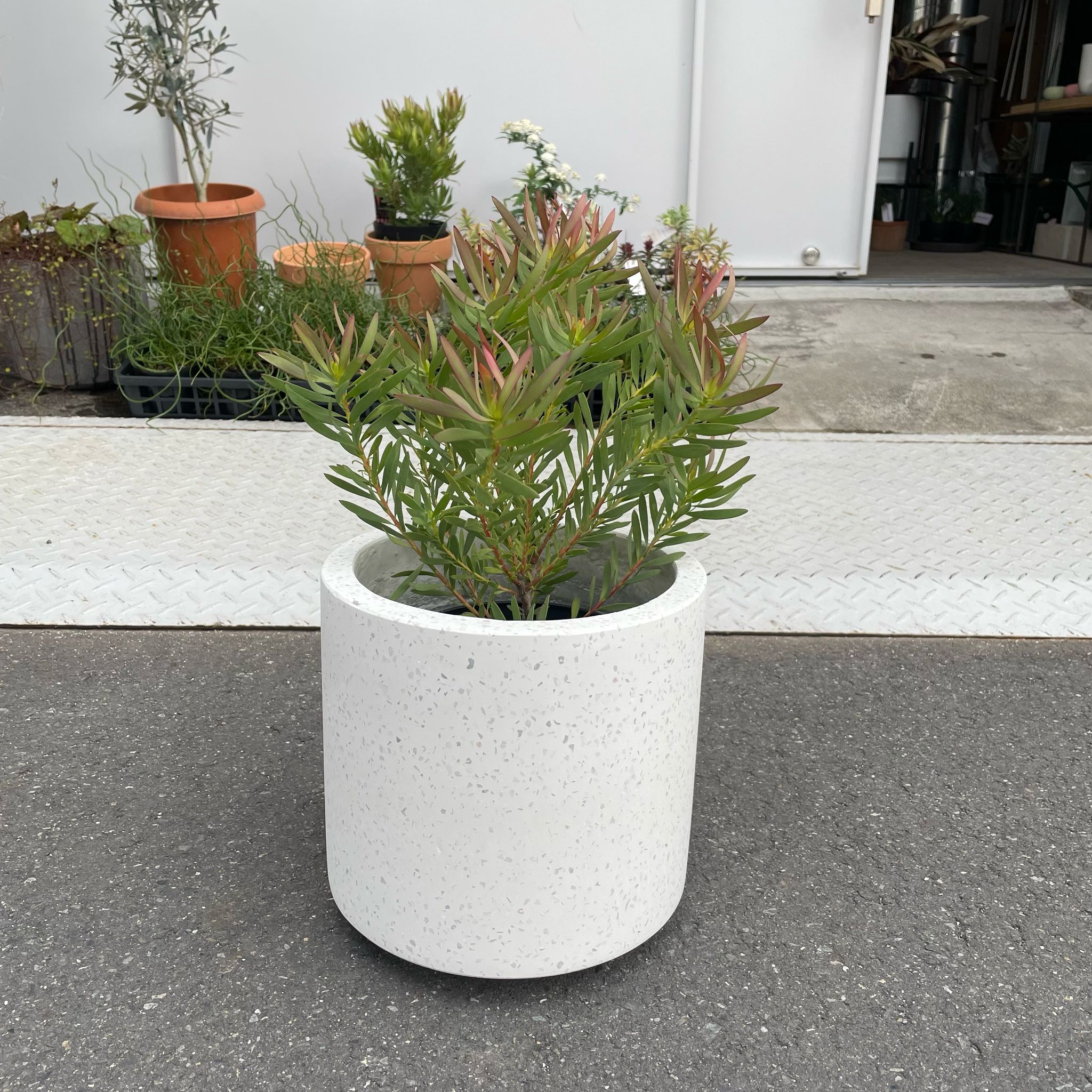 Plants プランツ I 植物インドアプランツ一覧 I プラント