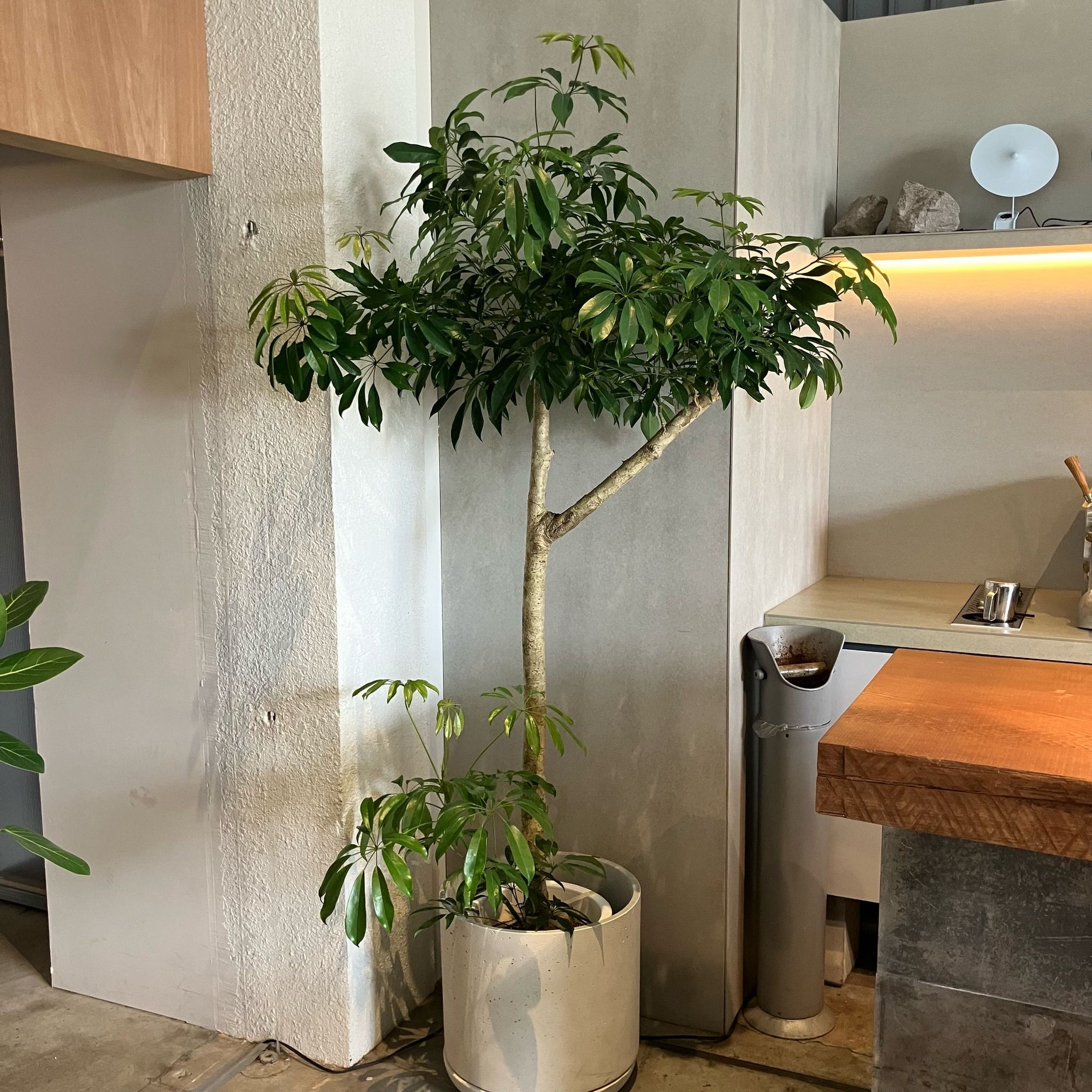 Dwarf Umbrella Tree Assort シェフレラ