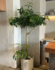 Dwarf Umbrella Tree Assort シェフレラ