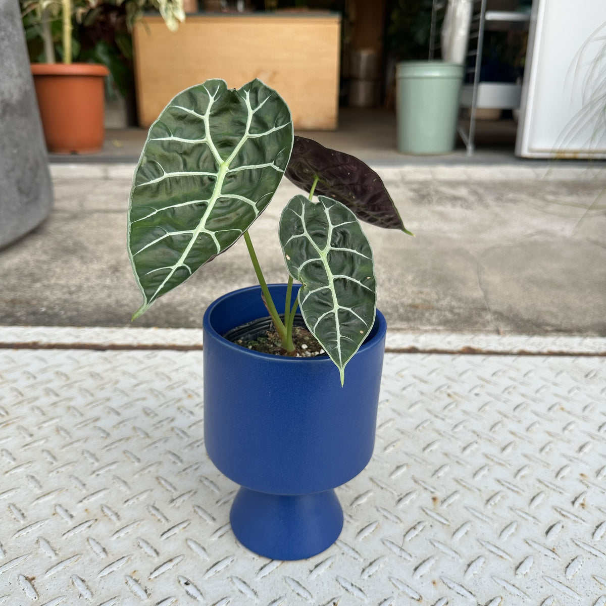 Alocasia 'Watsonia アロカシア ワトソニア Size 3