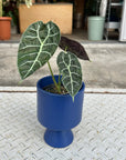 Alocasia 'Watsonia アロカシア ワトソニア Size 3