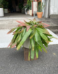 Pseudorhipsalis ramulosa リプサリス・ラムローサ