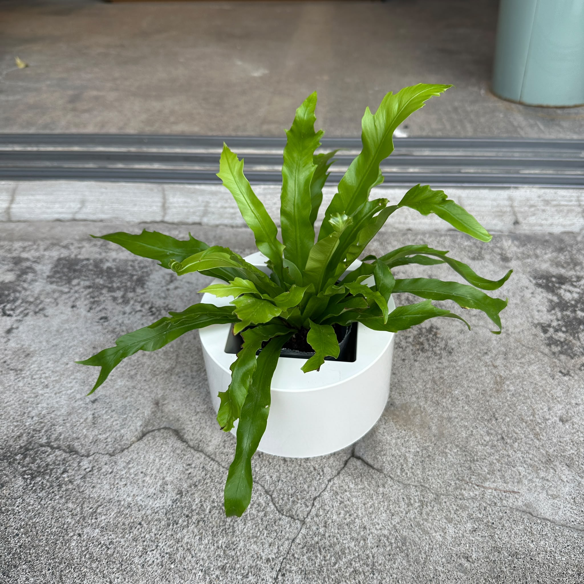 Plants プランツ I 植物インドアプランツ一覧 I プラントソサエティ