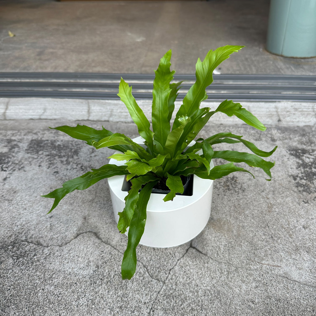 Asplenium bird's nest fern アスプレニウム ダキラ Size 3