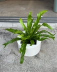 Asplenium bird's nest fern アスプレニウム ダキラ Size 3