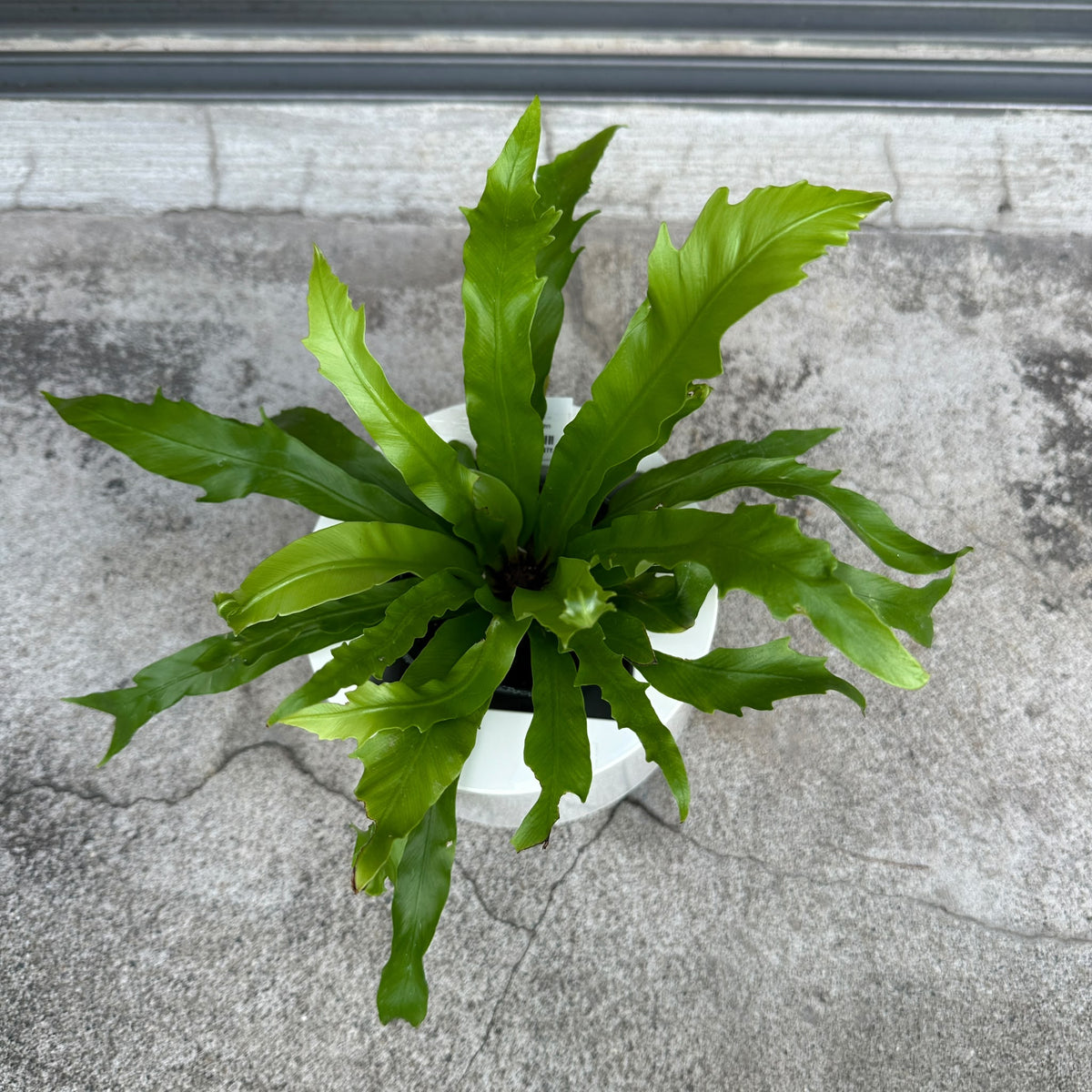 Asplenium bird's nest fern アスプレニウム ダキラ Size 3