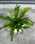 Asplenium bird's nest fern アスプレニウム ダキラ Size 3
