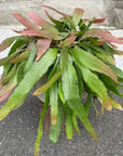 Pseudorhipsalis ramulosa リプサリス・ラムローサ