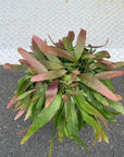 Pseudorhipsalis ramulosa リプサリス・ラムローサ
