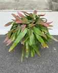 Pseudorhipsalis ramulosa リプサリス・ラムローサ