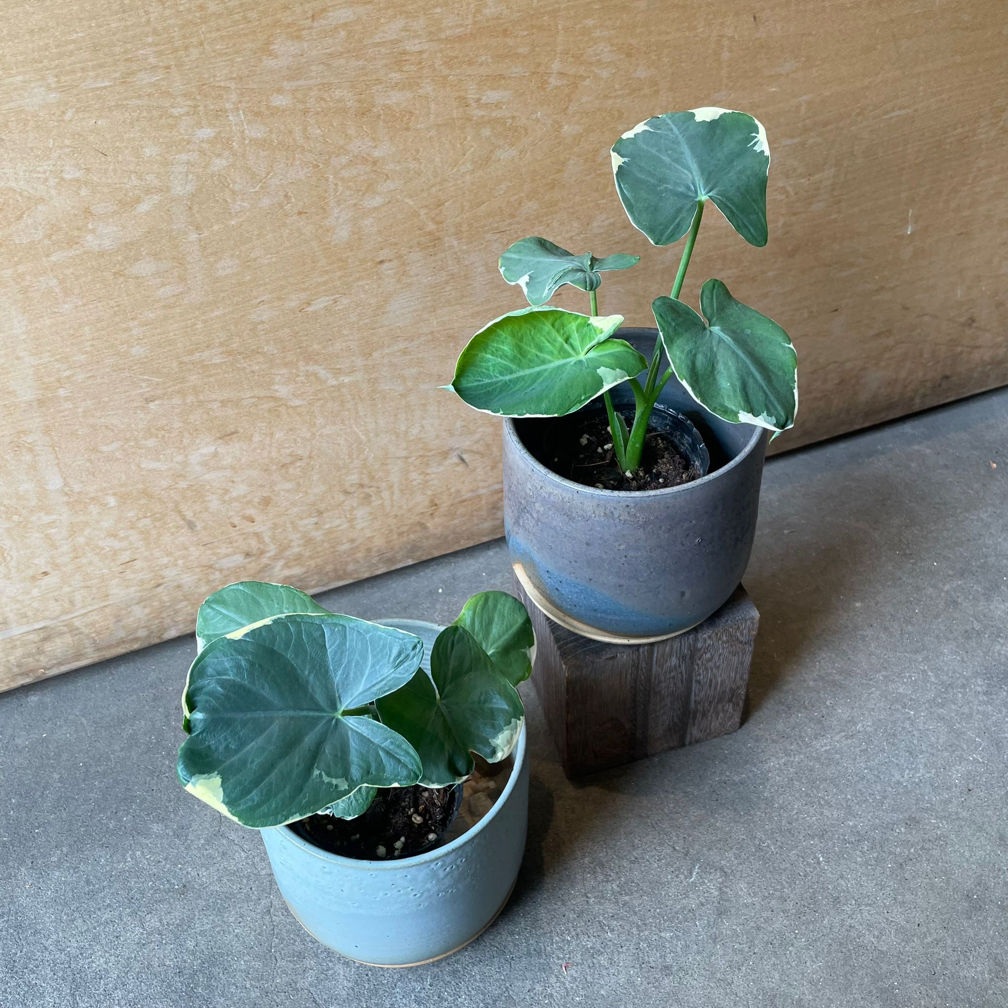 やーまん太郎様　植物 Xanthosoma 'Mickey Mouse Taro' キサントソーマ ミッキーマウスタロ I