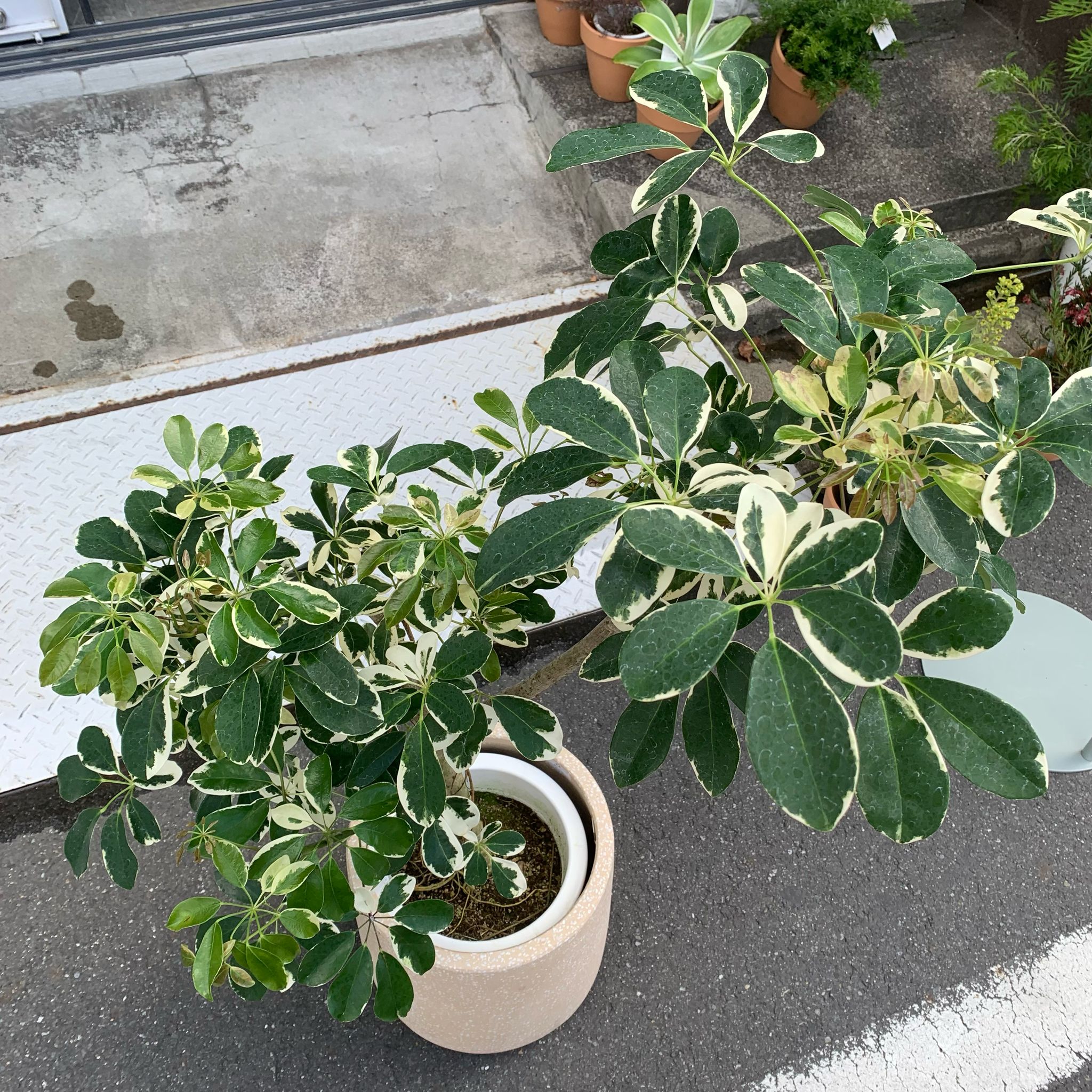 白斑ホンコンカポック｜観葉植物 楽天市場】＼母の日ギフト／白斑シェフレラ ホンコンカポック 10号鉢