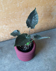 Alocasia アロカシア アントロベルベット