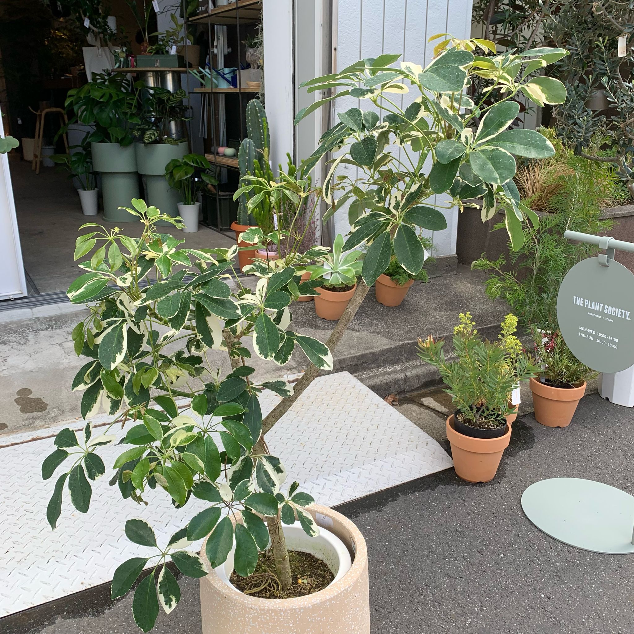 Dwarf Umbrella Tree シェフレラ カポック 白斑入り I インドア