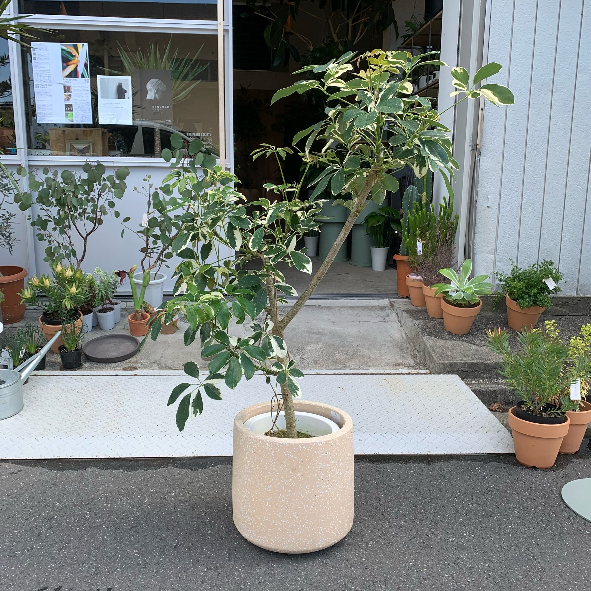 観葉植物　カポック白斑 楽天市場】＼母の日ギフト／白斑シェフレラ ホンコンカポック 10号鉢