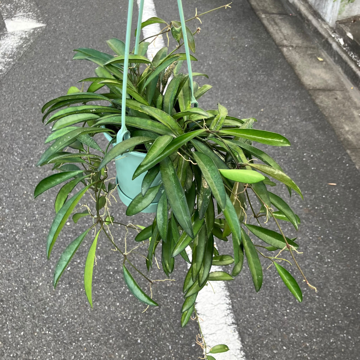 Hoya china bean ホヤ チャイナビーン Size 3