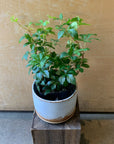 Cissus Garland　シッサス・ガーランド
