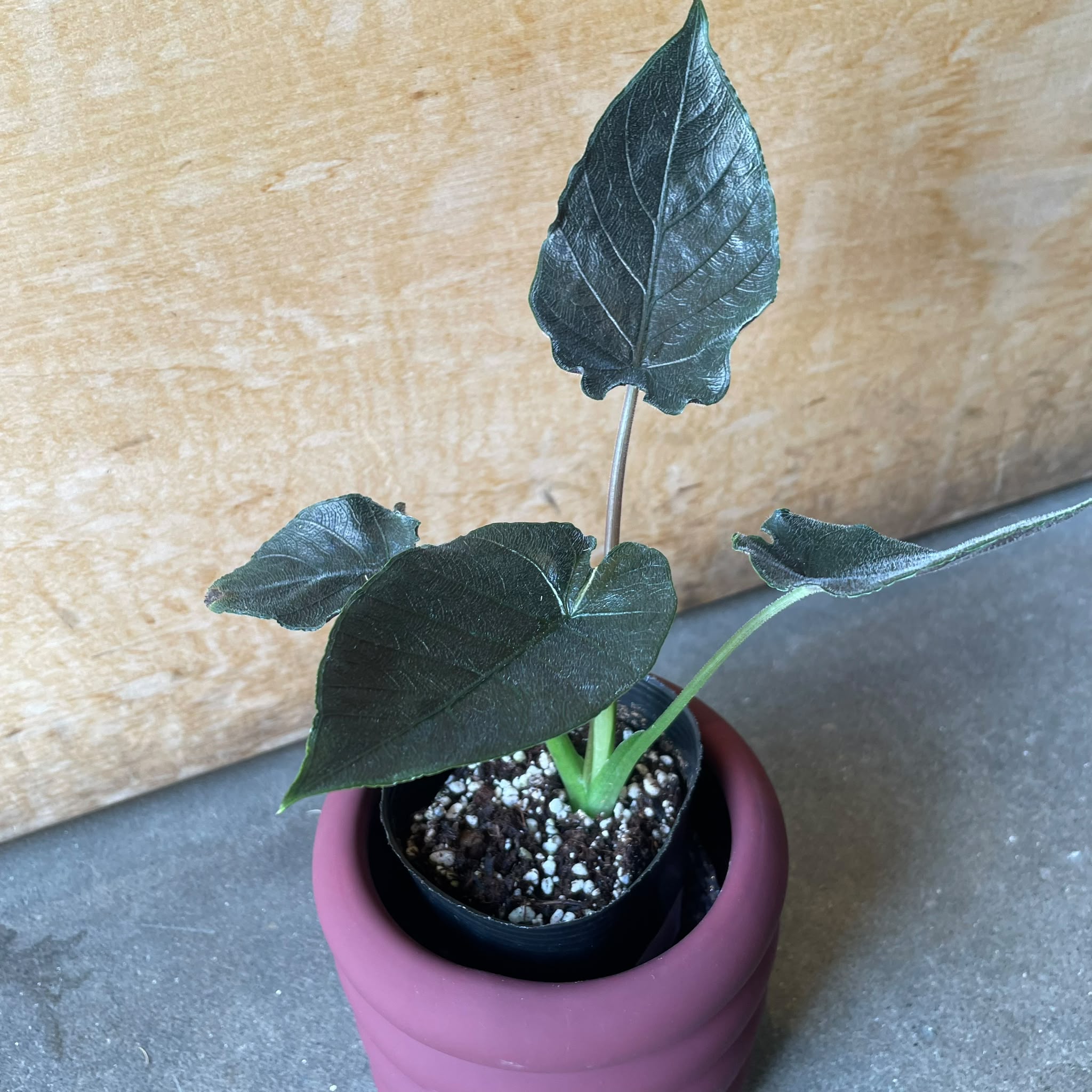 アロカシア I 観葉植物 インドアプランツ I プラントソサエティ