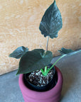 Alocasia アロカシア アントロベルベット