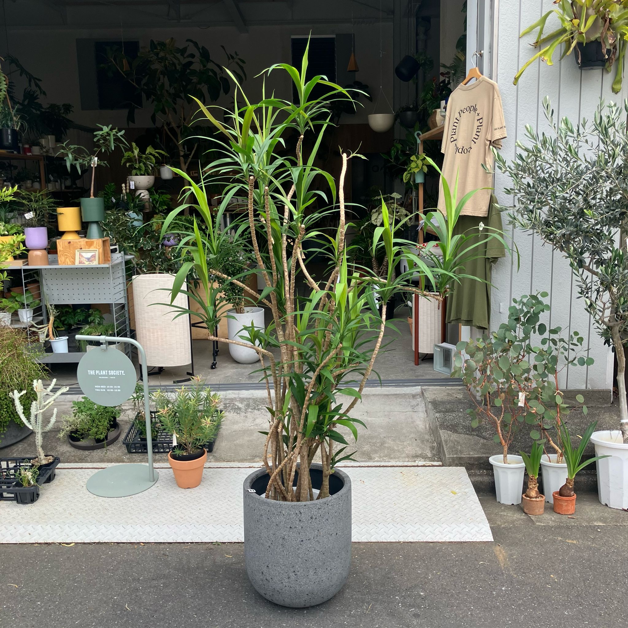 コルジリネ ストリクタ(青ドラ) I インドアプランツ I プラント