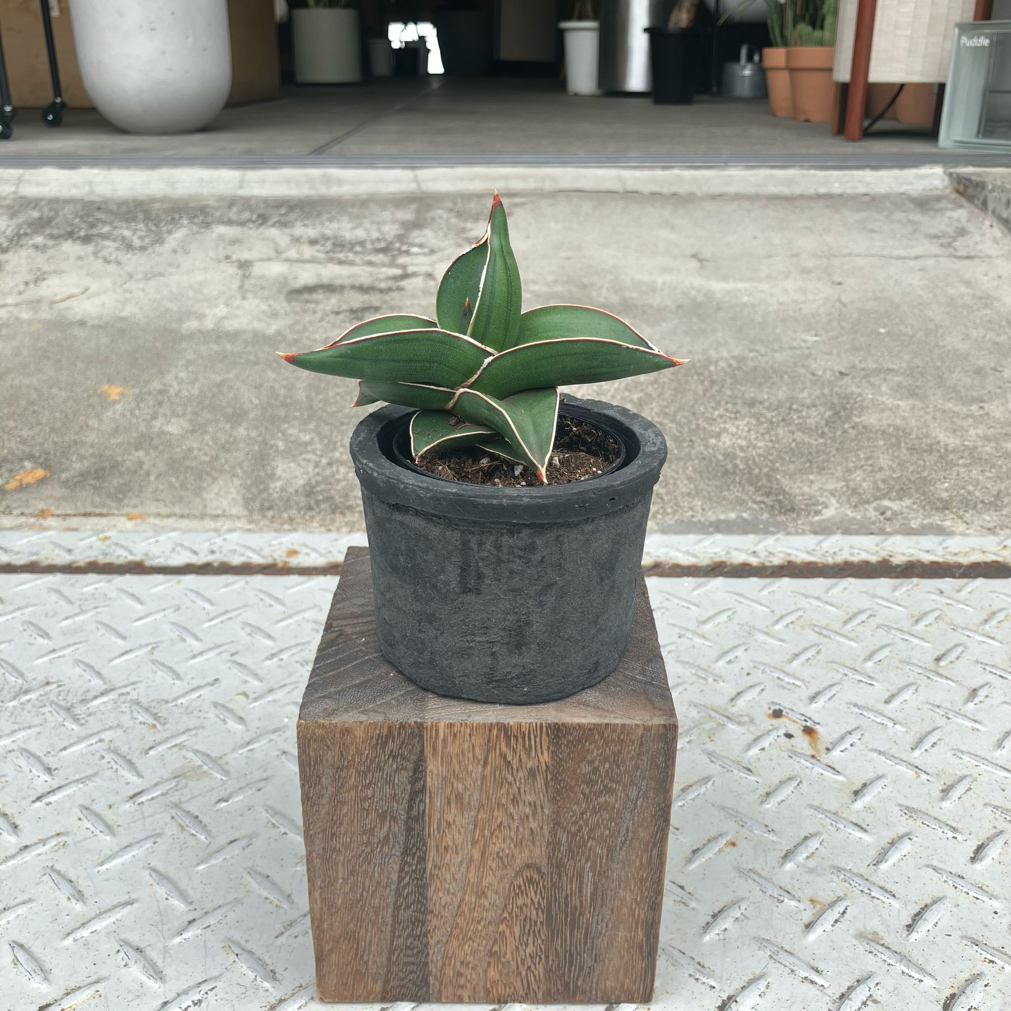 サンスベリア サムライドワーフ I インドアプランツ I プラント