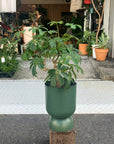 Schefflera arboricola 'Renata' シェフレラ・レナータ