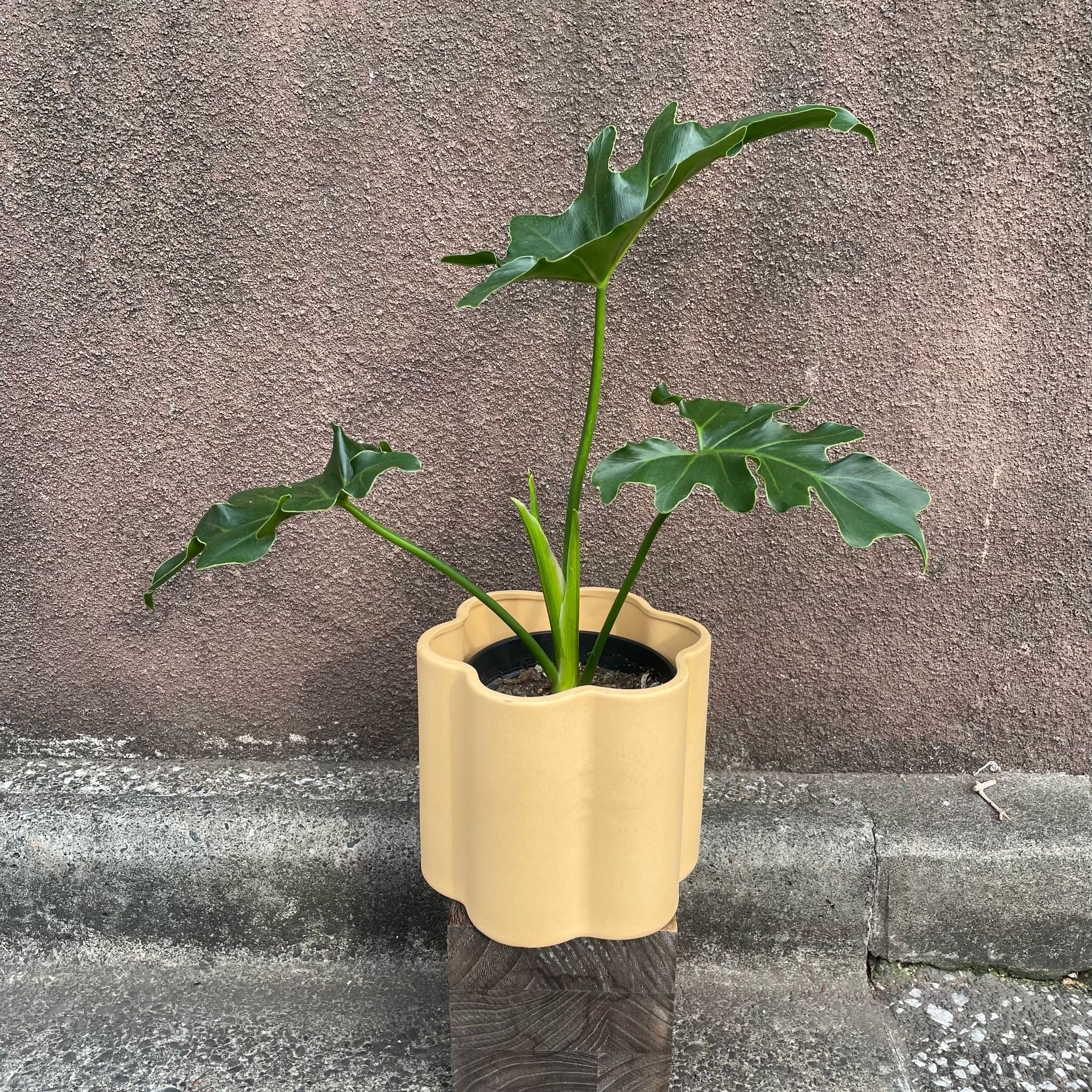 Milshe Plant Cover ミルシェ プラントカバー I 植木鉢 I プラント