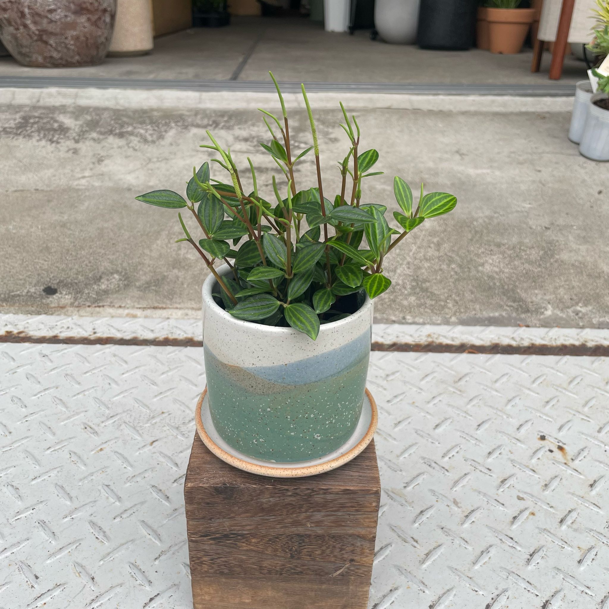 Plants プランツ I 植物インドアプランツ一覧 I プラント