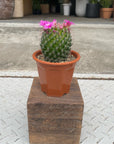 Flower Cactus 花サボテン アソート
