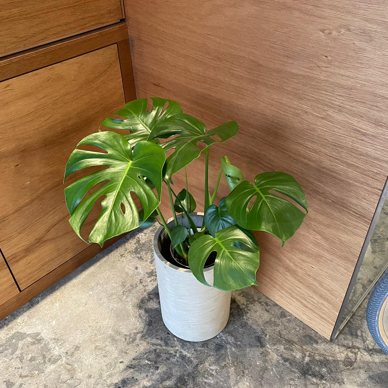 フルーツサラダプラント［モンステラ］ I インドアプランツ I プラント