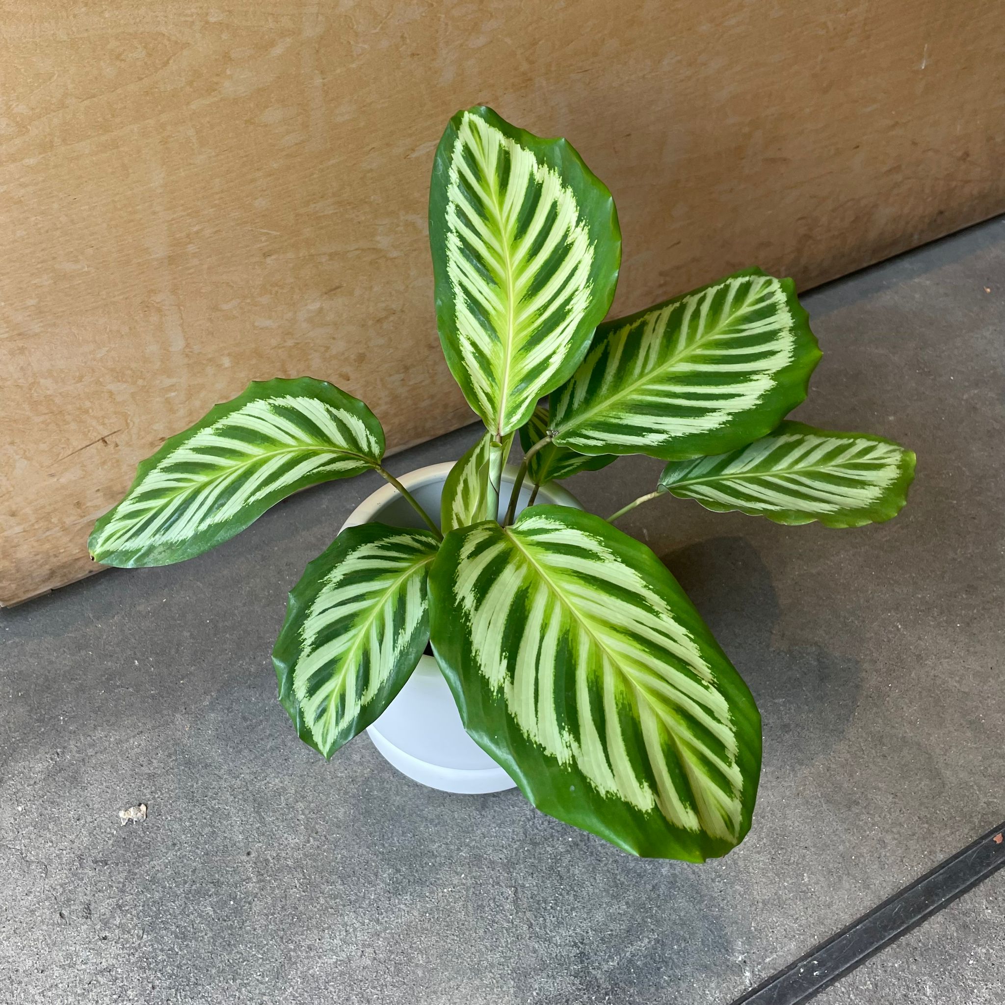 Plants プランツ I 植物インドアプランツ一覧 I プラントソサエティ