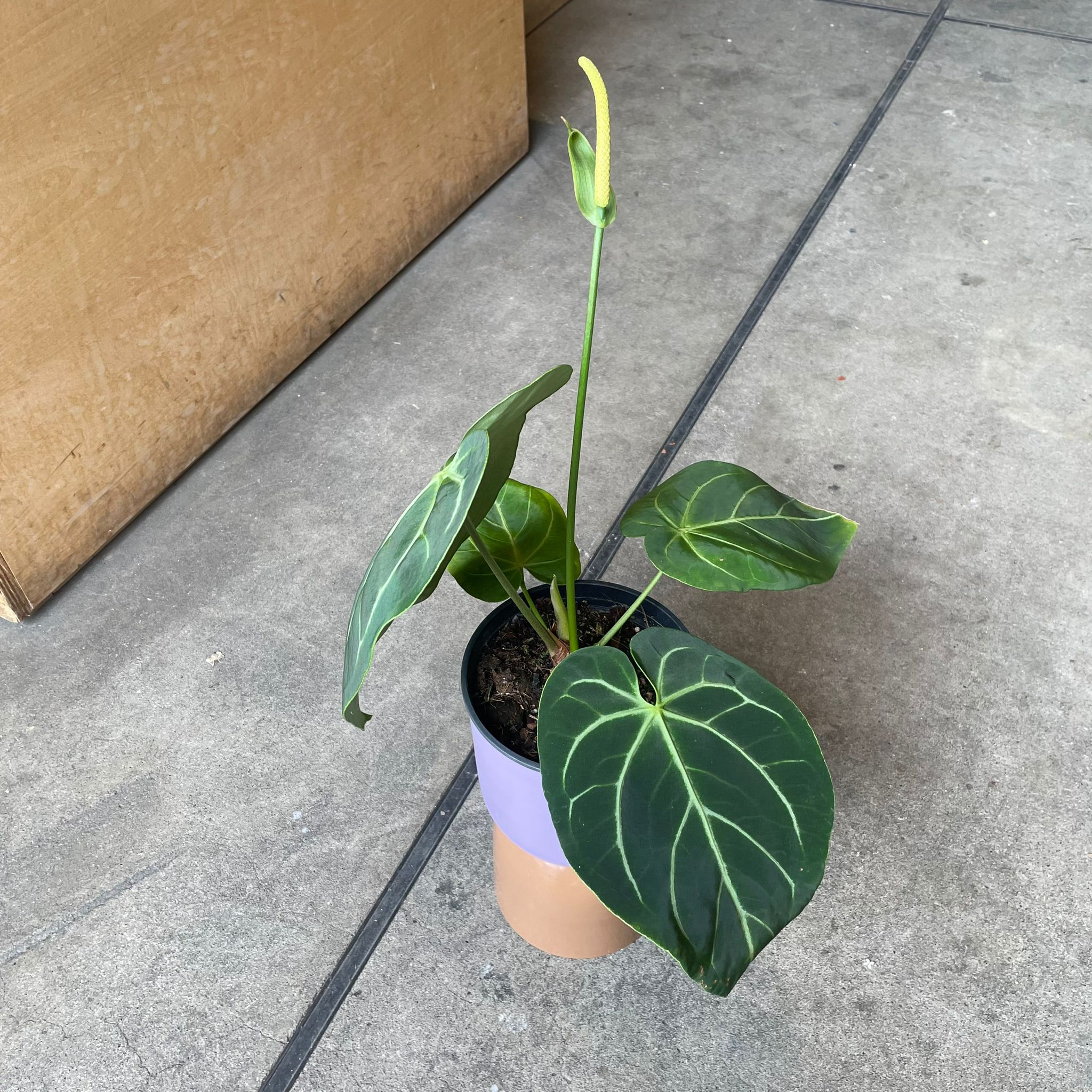 Anthurium Magnificum アンスリウム マグニフィカム I インドア