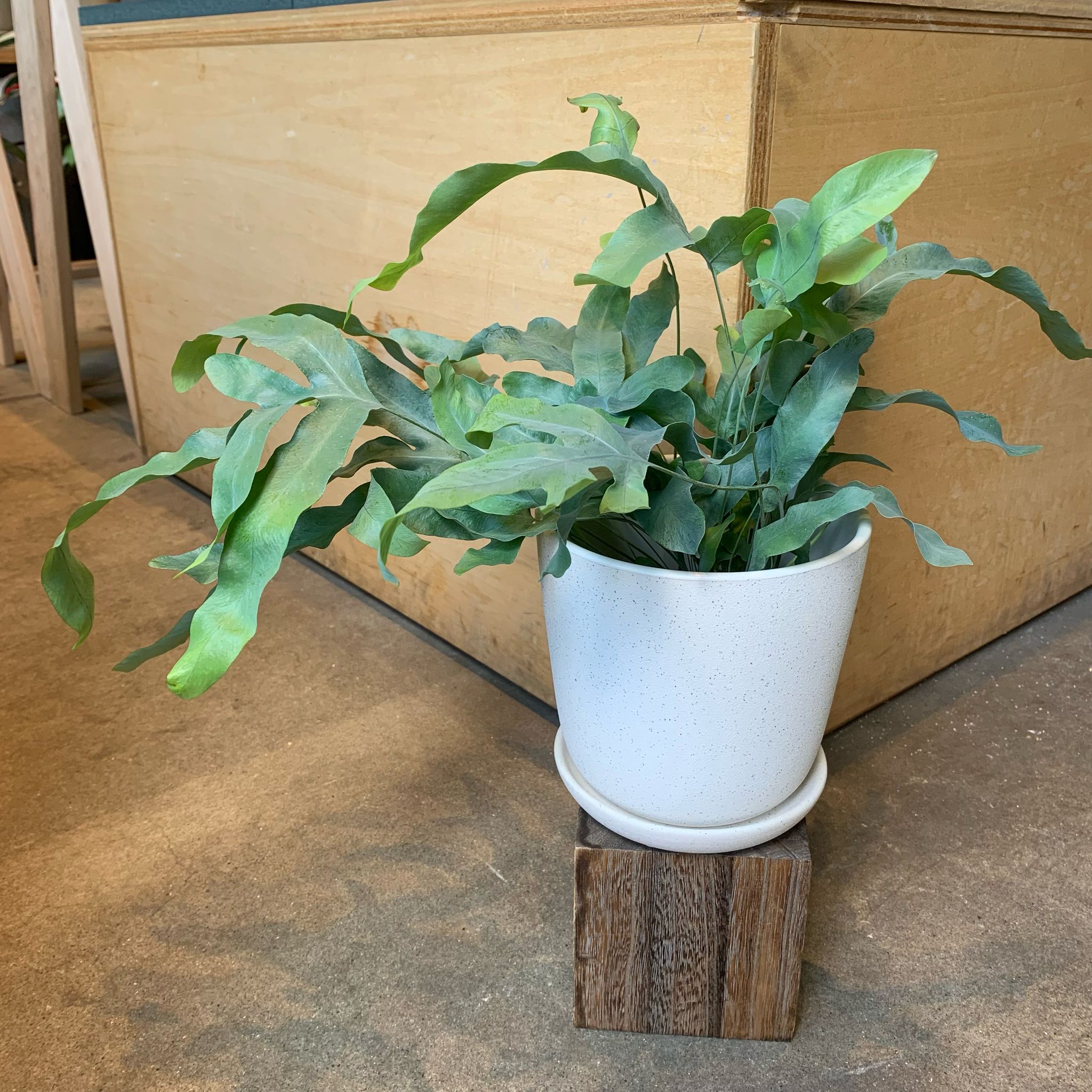 現品　フレボディウム　ブルースター　42番　観葉植物　ドライガーデン　インテリア 現品 フレボディウム ブルースター 42番 観葉植物 ドライ
