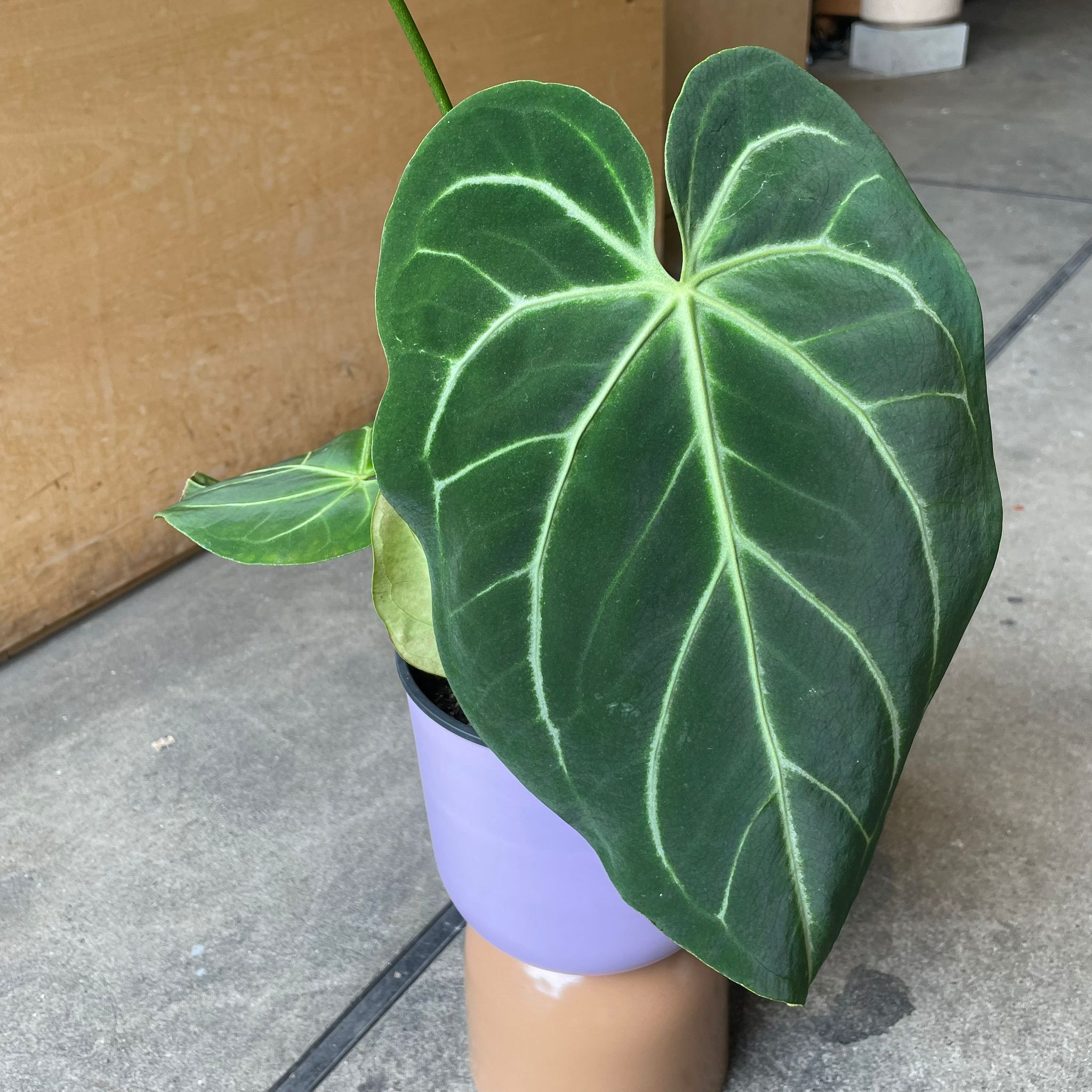 アンスリウム　マグニフィカム 5.0号 Anthurium Magnificum アンスリウム マグニフィカム I インドア
