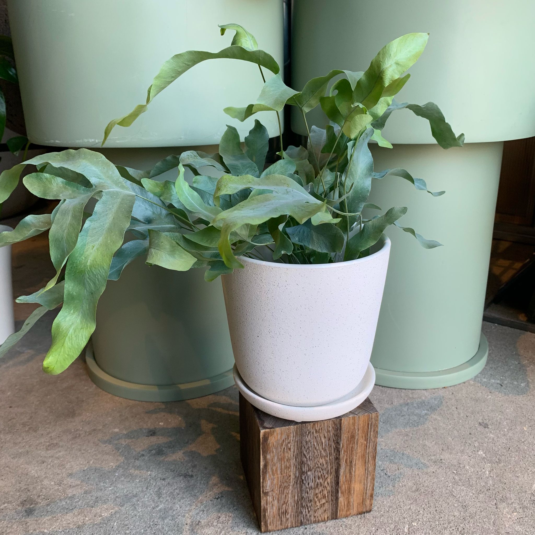 Blue star fern フレボディウム ブルースター I インドアプランツ I