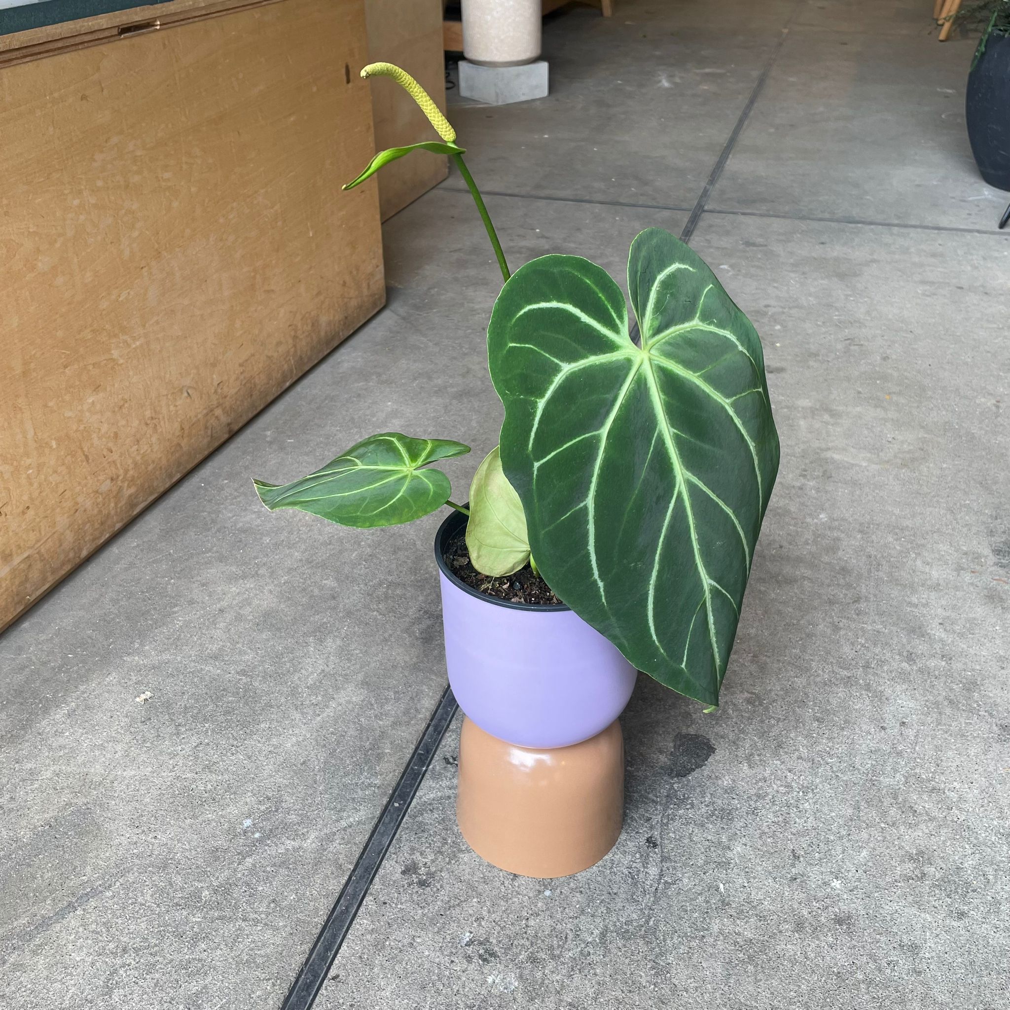 Anthurium Magnificum アンスリウム マグニフィカム I インドア