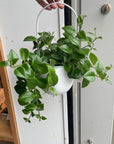 Aeschynanthus エスキナンサス モナリザ